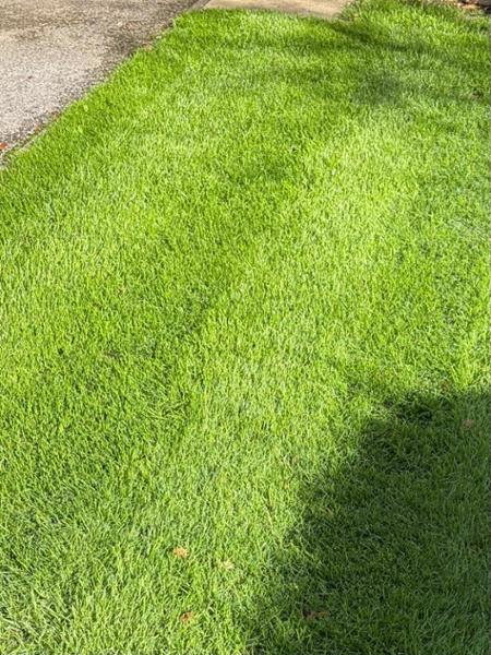 IMPRESS: Clay Master Lawn Seed-20kg