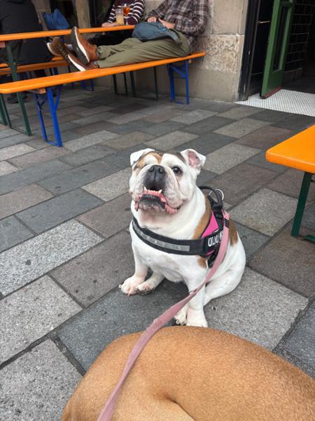 Metacam Oral Suspension for Dogs