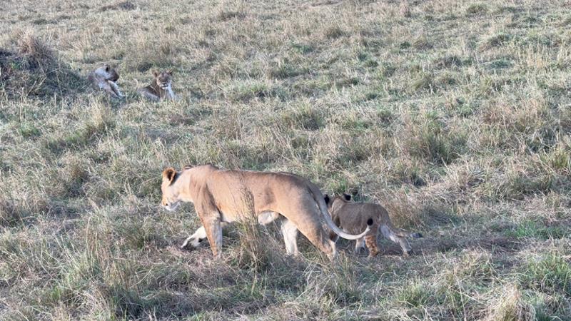 Kenya Wildlife Safari