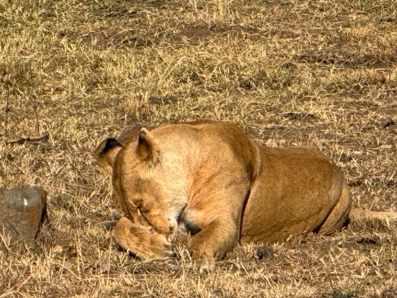 Kenya Wildlife Safari