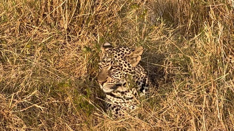 Kenya Wildlife Safari