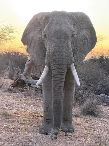 Kenya Wildlife Safari