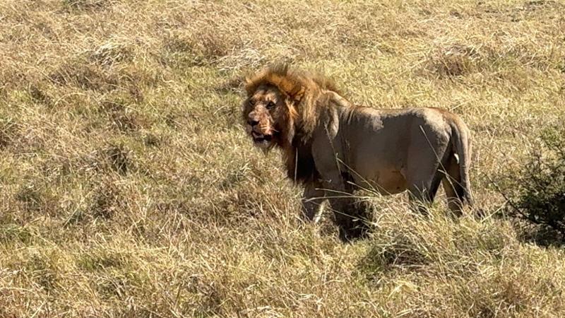 Kenya Wildlife Safari