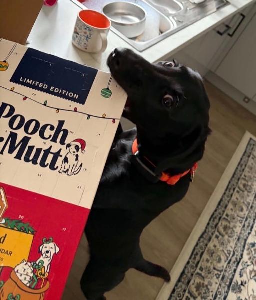 Dog Advent Calendar