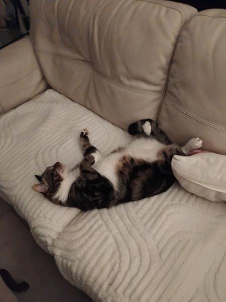 Advocate for Cats Spot On 80 (For Large Cats over 4kg)