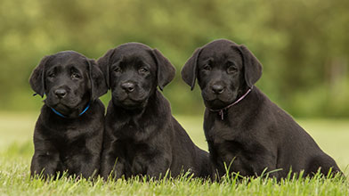 skinners duck and rice puppy