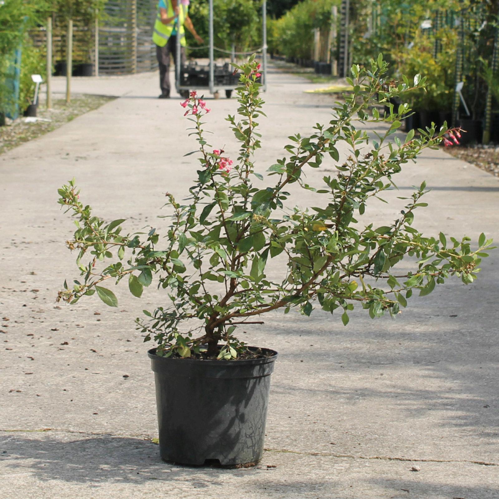 Red Escallonia 60 90cm 5l Pot Reviews Hedges Direct Ltd Red Escallonia 60 90cm 5l Pot
