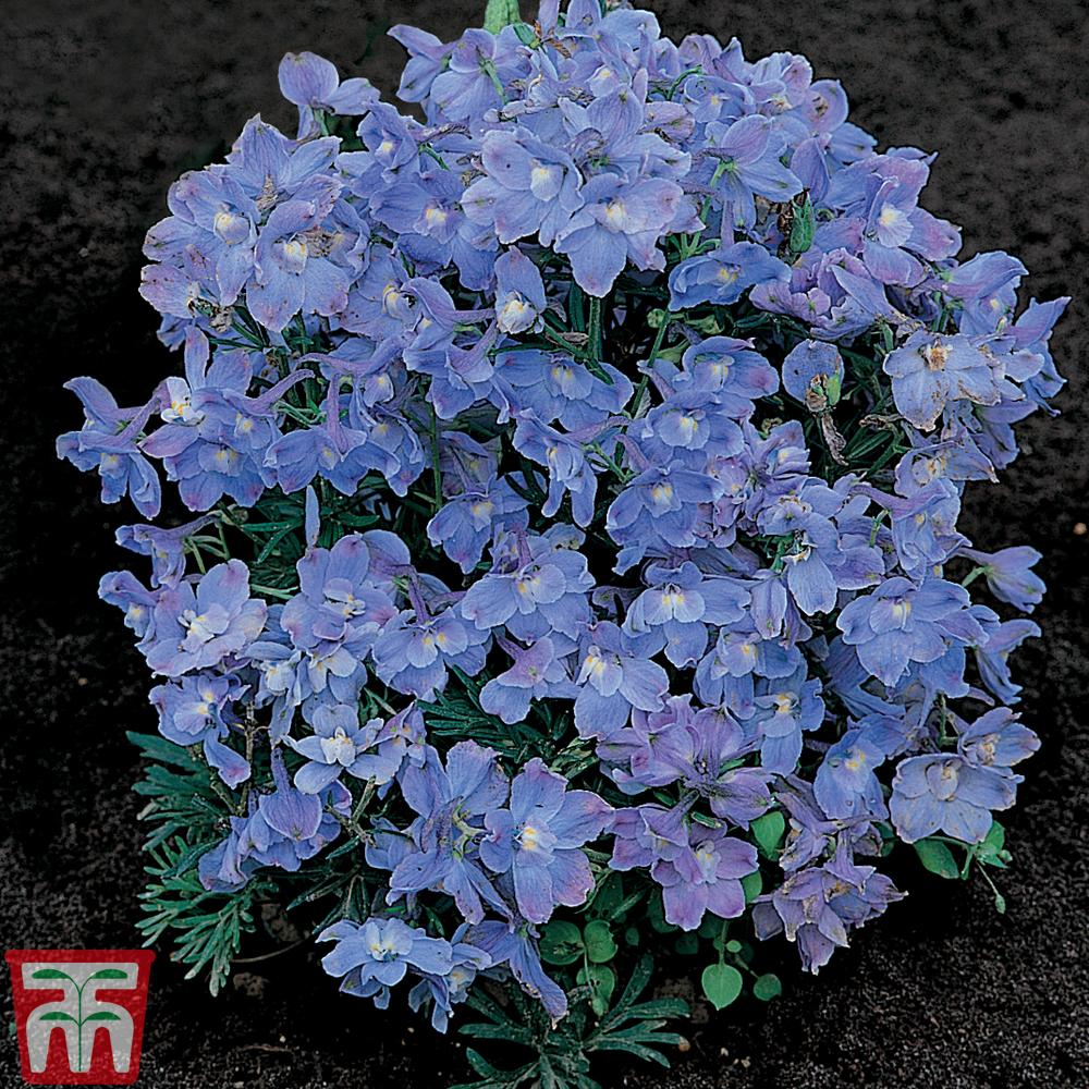 Delphinium 'Summer Blues' Flower Seeds Thompson & Reviews Thompson & Reviews