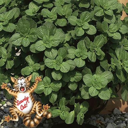 aquarium plants for sale online Red Melon Swords Aquatic Plant main image 1